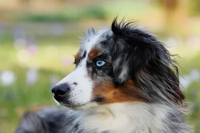 Порода собак Аусси - красивая овчарка с австралийскими корнями | Все о  собаках | Дзен