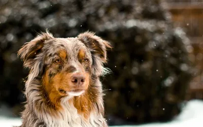 Аусси: неразрекламированная порода пастушьих собак постепенно покоряет  сердца приморцев - PrimaMedia.ru