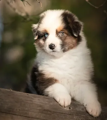 Royal Canin Казахстан - 🔺Аусси или австралийская овчарка! С каждым годом  все больше и больше набирает популярность эта порода собак! 🐾  Австралийские овчарки — умные служебные собаки с сильными охранными и  пастушьими