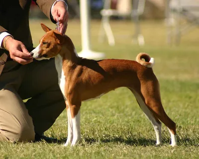 Басенджи - описание породы, размеры и фото собаки | Цена щенков басенджи |  Pet-Yes