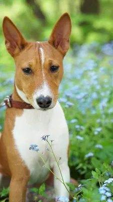 Басенджи (Basenji) - это очень умная, веселая и независимая порода собак.  Фото, описание, отзывы.