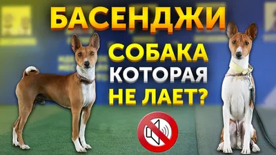 Порода собак которая не лаетъ - что известно о басенджи, видео и фото |  Новости РБК Украина