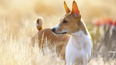 Древняя африканская порода басенджи | Basenji dogs, Quiet dog breeds, Dog  breeds