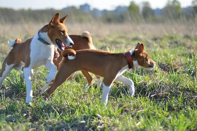 История и описание породы — EESTI BASENJI TÕUÜHING