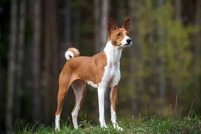 Басенджи - описание породы, размеры и фото собаки | Цена щенков басенджи |  Pet-Yes