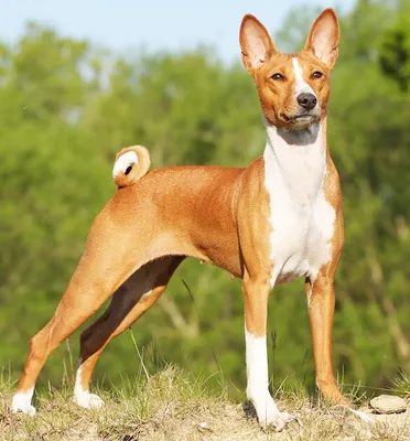 Басенджи (Basenji) - это очень умная, веселая и независимая порода собак.  Фото, описание, отзывы.