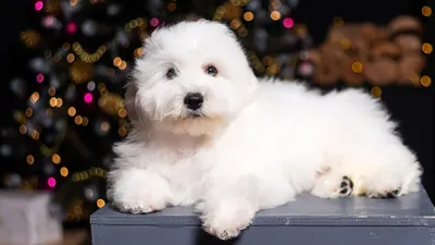 Бишон фризе / Bichon Frise (Bichon Tenerife, Tenerife Dog, Bichon a Poil  Frise) - PetsPoint.ru