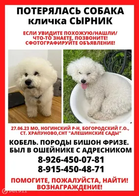 Бишон фризе - описание породы собак: характер, особенности поведения,  размер, отзывы и фото - Питомцы Mail.ru