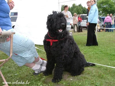 Русский черный терьер (Black Russian Terrier) - это это крепкая, ловкая и  мощная порода собак. Фото, отзывы и описание породы.