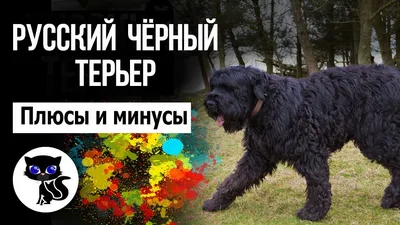 Русский черный терьер (Black Russian Terrier) - это это крепкая, ловкая и  мощная порода собак. Фото, отзывы и описание породы.