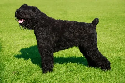 Порода собаки русский черный терьер …» — создано в Шедевруме
