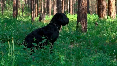 Русский Чёрный Терьер. Часто задаваемые вопросы | Пикабу