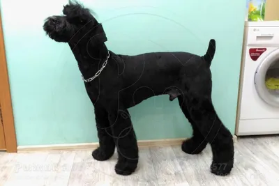 Маленькая черная собака порода (55 фото) | Симпатичный щенок, Лабрадор  собаки, Черные собаки