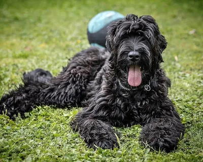 Русский черный терьер (Black Russian Terrier) - это это крепкая, ловкая и  мощная порода собак. Фото, отзывы и описание породы.