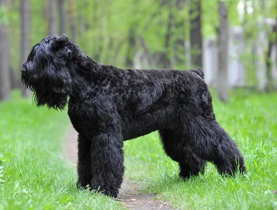 Черная лохматая собака порода - 61 фото
