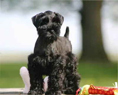 Black Russian Terrier _ Grooming Land