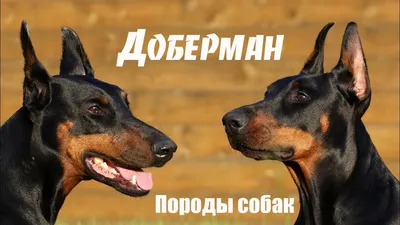 Цвергпинчер (Zwergpinscher) (Породы собак) карликовый пинчер, пинчер  купить, цвергпинчер купить, пинчер собака, щенки пинчера, карликовый пинчер  купить, стандартный пинчер, немецкий пинчер купи Энциклопедия о животных  EGIDA.BY