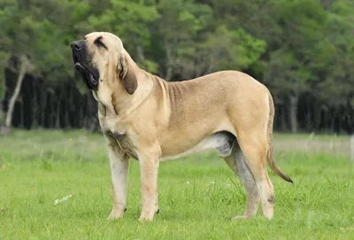 Фила бразилейро (Fila Brasileiro) - это смелая, активная, умная и  агрессивная порода собак. Описание, фото, отзывы.