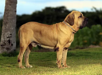 Фила бразилейро (Fila Brasileiro) - это смелая, активная, умная и  агрессивная порода собак. Описание, фото, отзывы.