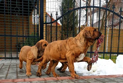 В Британии запретят собак XL Bully / РП-собрание / Русский пионер