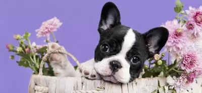 Порода собак французский бульдог фото фотографии