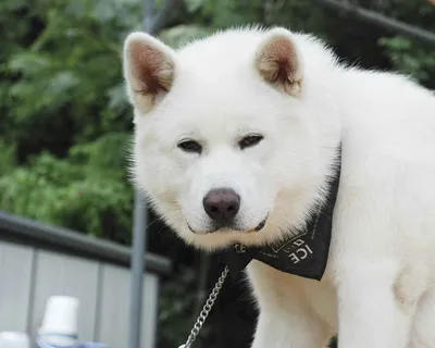 Akita inu