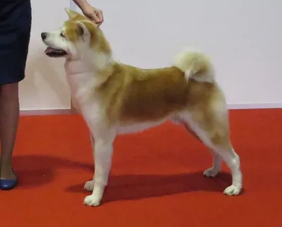 Косметика Bio-Groom для собак породы Акита-ину