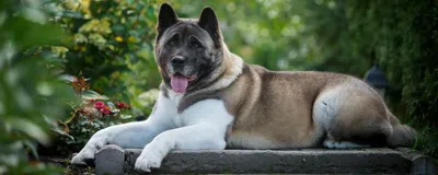 Порода собак Акита-Ину (Хатико) — описание, характеристика, фото