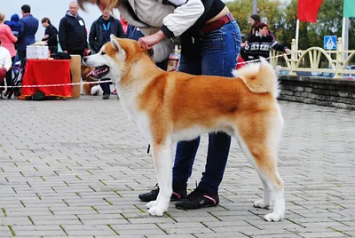 Сегодня день 🐾🐾🐾 Акита-ину – это японская порода собак, которая  появилась на острове Хонсю. Порода акита-ину является крупнейшей японской…  | Instagram