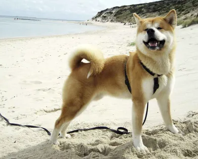 Японская Акита | Собака породы акита, Акита, Акита-ину