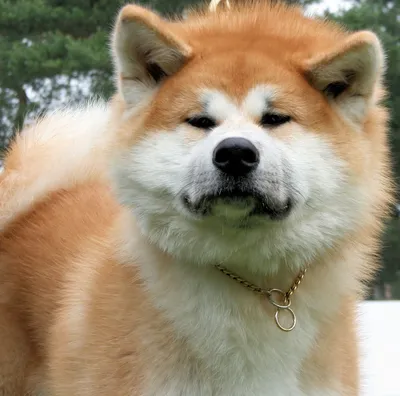японская порода собак Akita Inu располагается на фоне зеленой травы  городского газона Стоковое Фото - изображение насчитывающей меховой, одно:  218841160