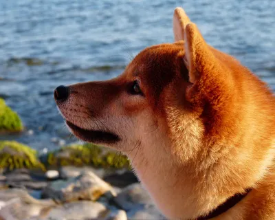 Акита-ину или японская собака акита…» — создано в Шедевруме