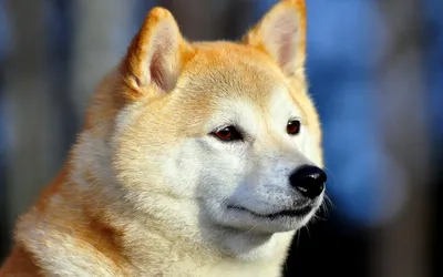 Порода собак японская акита (61 фото) - картинки sobakovod.club