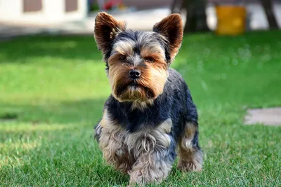 Порода собаки йоркширский терьер мини…» — создано в Шедевруме
