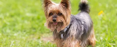 Йоркширский терьер (Yorkshire Terrier) – фото, описание породы, стрижка и  одежда, отзывы владельцев