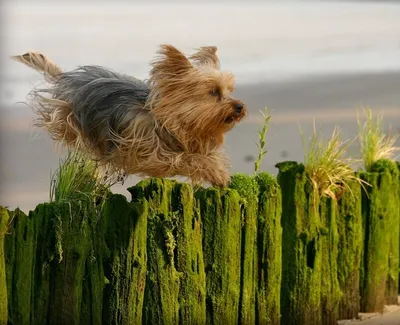 Йоркширский терьер (Yorkshire Terrier) – фото, описание породы, стрижка и  одежда, отзывы владельцев