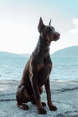 Новые модные породы собак, которые скоро появятся на улицах всех городов |  MAXIM