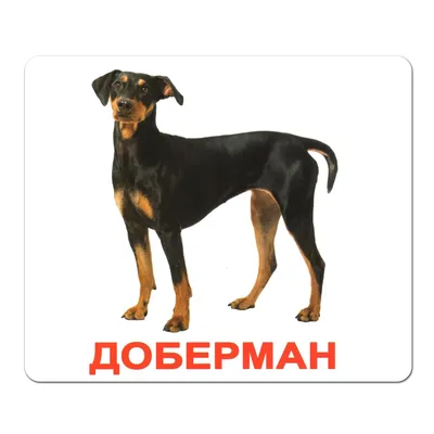 Язык сломаешь | 10 пород собак, названия которых вы точно не выговорите -  Питомцы Mail.ru