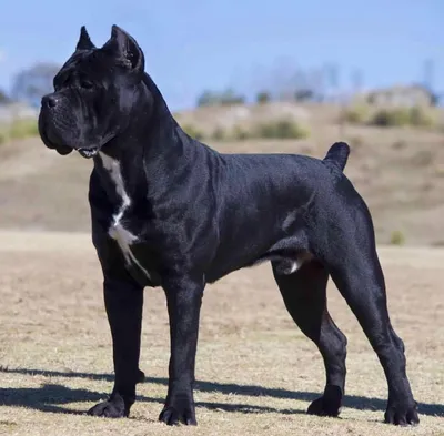 Кане корсо (Cane Corso) | Мир собак. Журнал о собаках. Доска объявлений.  Породы. Дрессировка.