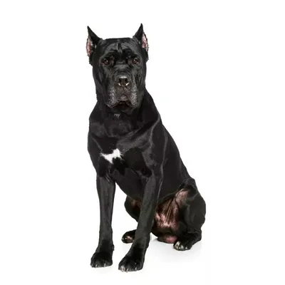 Итальянская порода собак кане корсо: отважный телохранитель и верный друг,  фото