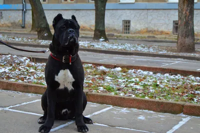 Кане корсо (Cane Corso) – это бесстрашная и очень преданная порода собак.  Описание, фото, отзывы владельцев.