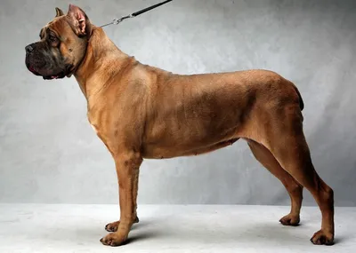 Отзыв о Кане Корсо - порода собак | Замечательная собака Итальянских кровей