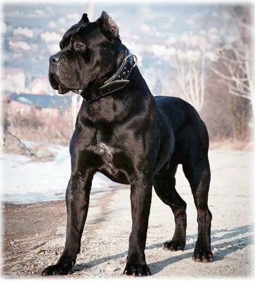 Кане корсо (Cane Corso) – это бесстрашная и очень преданная порода собак.  Описание, фото, отзывы владельцев.