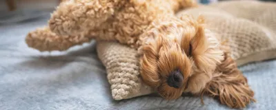 Эксклюзивная собака: 8 гибридных пород, которые взяли лучшее от  чистокровных родителей