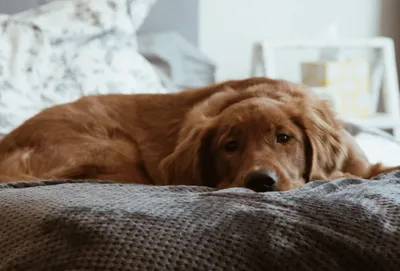 Кокапу – дизайнерская порода собак, полученная в результате скрещивания  американского кокер-спаниеля и пуделя. Идея скрестить… | Instagram