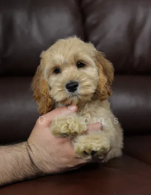 Пин от пользователя maghanbousi на доске 🐶_❤️ | Щенки пуделя, Средние породы  собак, Кокапу