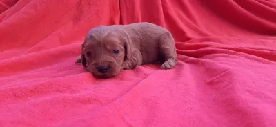 Кокапу (Кокер-пудель) | Cockapoo puppies, Cockapoo puppies for sale,  Cockapoo dog