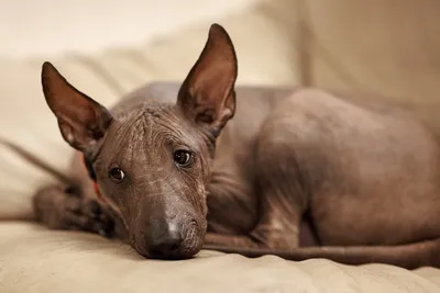 Мексиканская голая собака (Mexican Hairless Dog) - это милая, умная и  легкообучаемая порода собак. Фото, описание и отзывы.