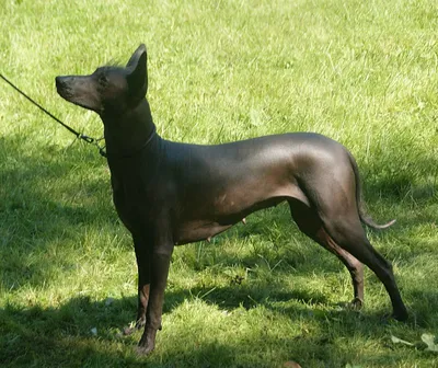 Ксолоитцкуинтли: лысая порода собак c загадочной историей происхождения |  Собака - друг человека | Дзен