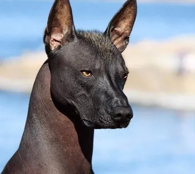 Мексиканская голая собака средняя (Ксолоитцкуинтли)